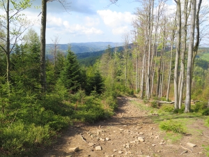 Majowy Beskid Śląski