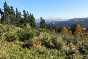 Listopadowy Beskid Sądecki