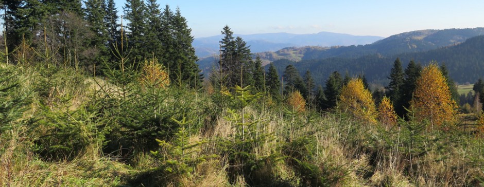 Listopadowy Beskid Sądecki