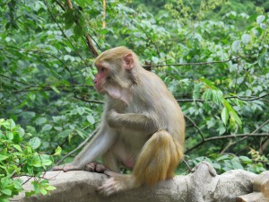 Makak w Zhangjiajie National Forest Park