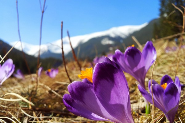 Polana Chochołowska - Tatry