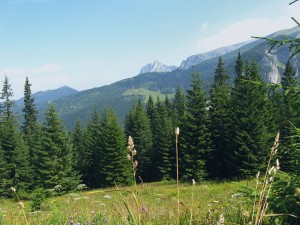 Widok z Hali Stoły na Giewont