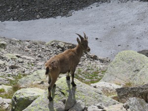 Koziorożec alpejski