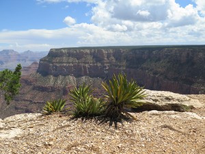 Na szlaku South Rim