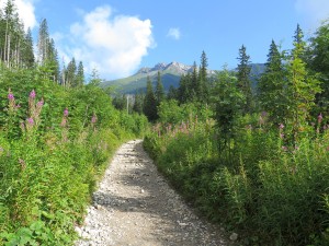 Na szlaku - widok na Tatry Bielskie