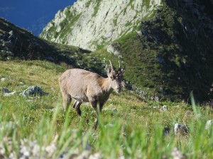 Koziorożec alpejski