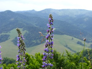 Wiosna na Wysokiej