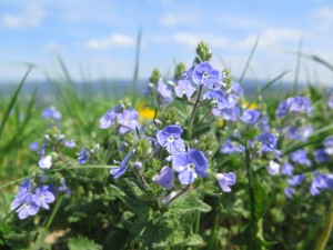 Pieniny Spiskie