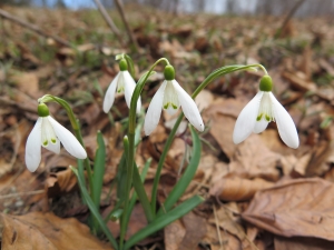 Przebiśniegi