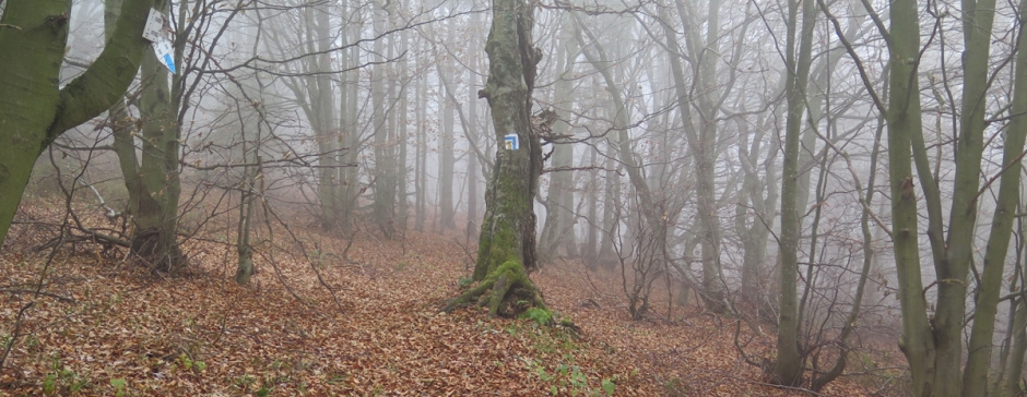 Na Pustą Wielką z Bacówki nad Wierchomlą