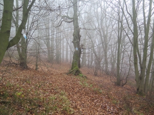 Na Pustą Wielką z Bacówki nad Wierchomlą