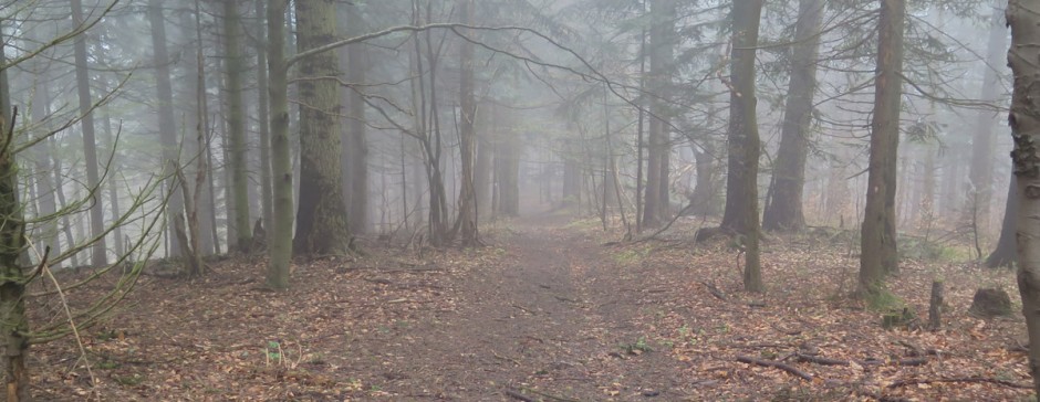 Z Wysowej na Kozie Żebro, potem do Skwirtnego i Kwiatonia, zejście do Hańczowej