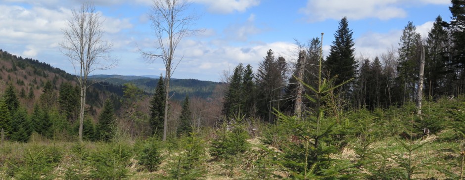 Z Ropek na Ostry Wierch i zejście do Wysowej